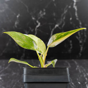 Philodendron Erubescens 'White Princess Aurea' (wk43-L244)