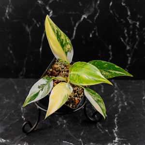 Philodendron Erubescens 'White Princess Aurea' (wk43-L244)