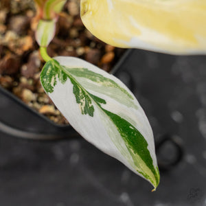 Philodendron Erubescens 'White Princess Aurea' (wk43-L244)