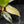 Philodendron Erubescens 'White Princess Aurea' (wk43-L244)