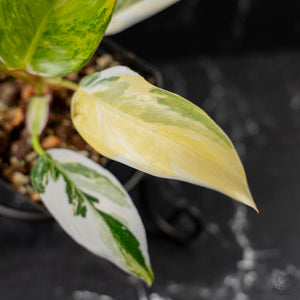 Philodendron Erubescens 'White Princess Aurea' (wk43-L244)