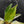 Philodendron Erubescens 'White Princess Aurea' (wk43-L244)