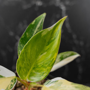 Philodendron Erubescens 'White Princess Aurea' (wk43-L244)