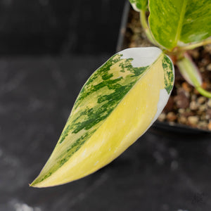 Philodendron Erubescens 'White Princess Aurea' (wk43-L244)