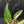 Philodendron Erubescens 'White Princess Aurea' (wk43-L244)