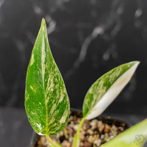 Philodendron Erubescens 'White Princess Aurea' (wk43-L244)