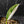 Philodendron Erubescens 'White Princess Aurea' (wk43-L244)