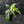 Philodendron 'Florida Beauty' Albo Variegated (wk42-U179)