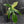 Philodendron 'Florida Beauty' Albo Variegated (wk42-U179)