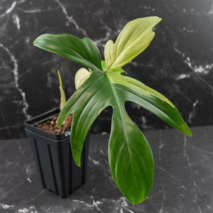 Philodendron 'Florida Beauty' Albo Variegated (wk42-U179)