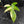 Philodendron 'Florida Beauty' Albo Variegated (wk42-U179)