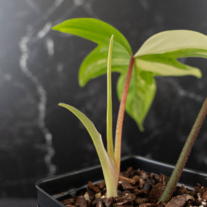 Philodendron 'Florida Beauty' Albo Variegated (wk42-U179)