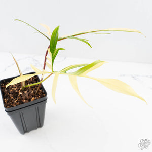 Philodendron Florida Beauty x Polypodioides Variegated (wk29-H)