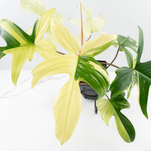 Philodendron 'Florida Beauty' Albo Variegated (wk30-UC)