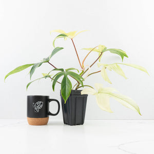 Philodendron 'Florida Beauty' Albo Variegated (wk30-UC)