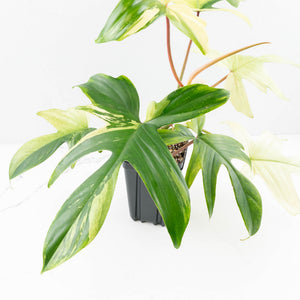 Philodendron 'Florida Beauty' Albo Variegated (wk30-UC)