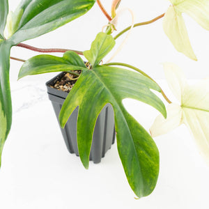 Philodendron 'Florida Beauty' Albo Variegated (wk30-UC)