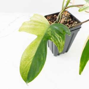 Philodendron 'Florida Beauty' Albo Variegated (wk30-UC)