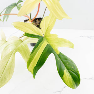 Philodendron 'Florida Beauty' Albo Variegated (wk30-UC)