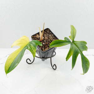 Philodendron 'Florida Beauty' Albo Variegated (wk15-UH)