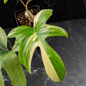 Philodendron 'Florida Beauty' Albo Variegated (wk44-U192)