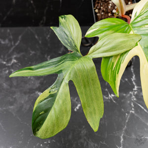 Philodendron 'Florida Beauty' Albo Variegated (wk44-U192)