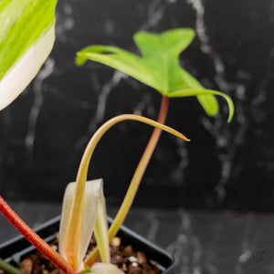 Philodendron 'Florida Beauty' Albo Variegated (wk44-U192)