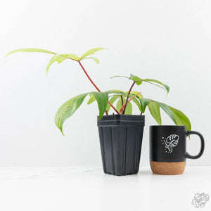 Philodendron 'Florida Beauty' Albo/Mint Variegated (wk26-UA)