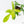 Philodendron 'Florida Beauty' Albo/Mint Variegated (wk26-UA)