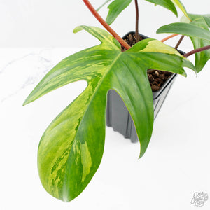 Philodendron 'Florida Beauty' Albo/Mint Variegated (wk26-UA)