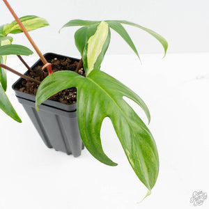 Philodendron 'Florida Beauty' Albo/Mint Variegated (wk26-UA)