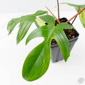 Philodendron 'Florida Beauty' Albo/Mint Variegated (wk26-UA)