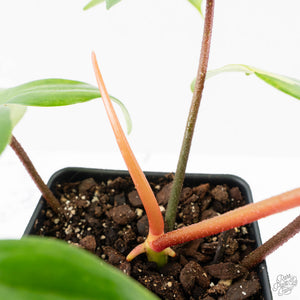 Philodendron 'Florida Beauty' Albo/Mint Variegated (wk26-UA)