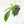Philodendron 'Florida Beauty' Albo Variegated (wk19-UG)