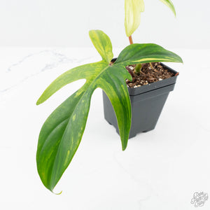 Philodendron 'Florida Beauty' Albo Variegated (wk19-UG)