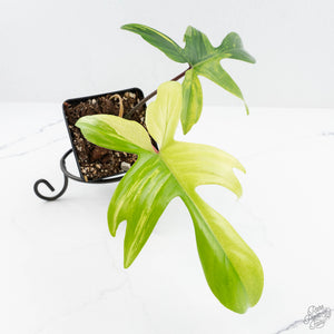 Philodendron 'Florida Beauty' Albo Variegated (wk19-UG)