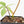 Philodendron 'Florida Beauty' Albo Variegated (wk19-UG)