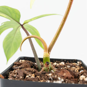 Philodendron 'Florida Beauty' Albo Variegated (wk19-UG)