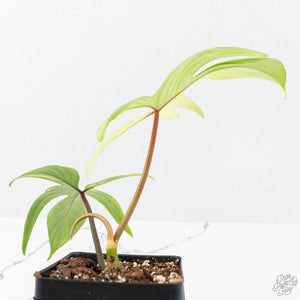 Philodendron 'Florida Beauty' Albo Variegated (wk19-UG)