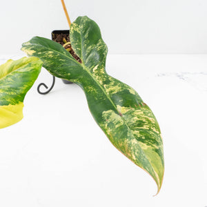 Philodendron 'Florida Beauty' x 'Billietiae' (wk32-L176)