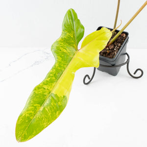 Philodendron 'Florida Beauty' x 'Billietiae' (wk32-L176)