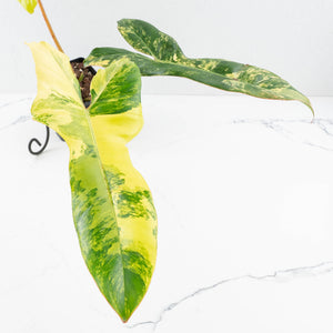 Philodendron 'Florida Beauty' x 'Billietiae' (wk32-L176)