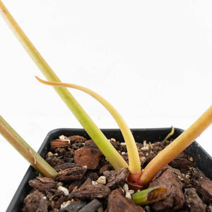 Philodendron 'Florida Beauty' x 'Billietiae' (wk32-L176)
