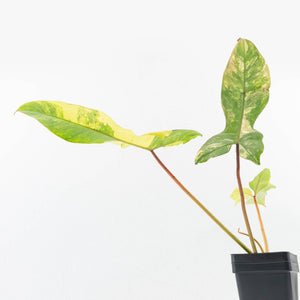 Philodendron 'Florida Beauty' x 'Billietiae' (wk32-L176)