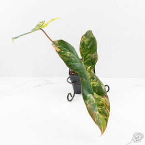 Philodendron 'Florida Beauty' x 'Billietiae' (wk19-H)