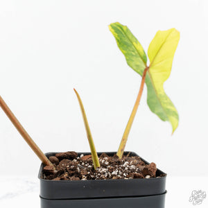 Philodendron 'Florida Beauty' x 'Billietiae' (wk19-H)