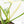 Philodendron 'Florida Beauty' x 'Mayoi' (wk23-D)