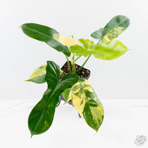Philodendron 'Florida Beauty' x 'Mayoi' (wk23-D)