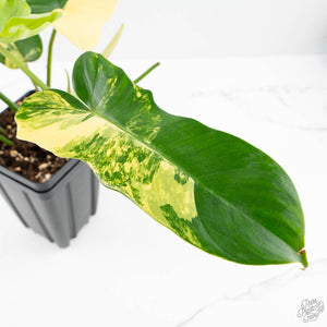 Philodendron 'Florida Beauty' x 'Mayoi' (wk23-D)