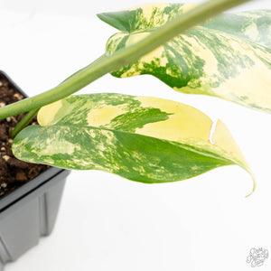 Philodendron 'Florida Beauty' x 'Mayoi' (wk23-D)